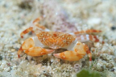 オウギガニ科の1種