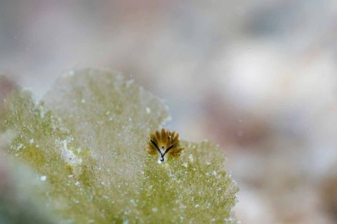 イリオモテモウミウシ