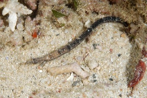 ヨウジウオ科の1種