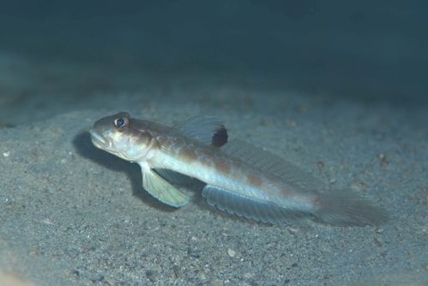 ゼータサルハゼ