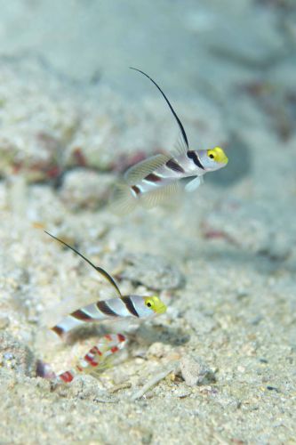 ヒレナガネジリンボウ