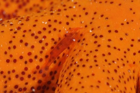 ヒトデヤドリエビ