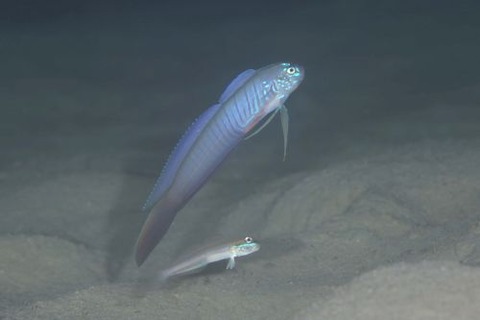 タンザクハゼ属の1種