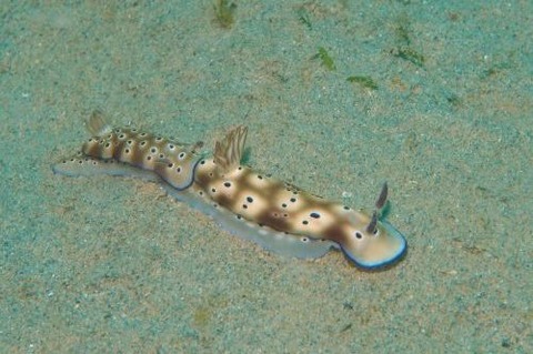 マダライロウミウシ