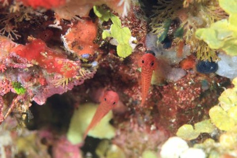 オキナワベニハゼ