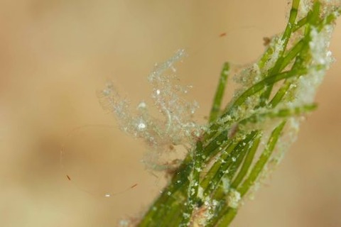 フィコカリス・シムランス