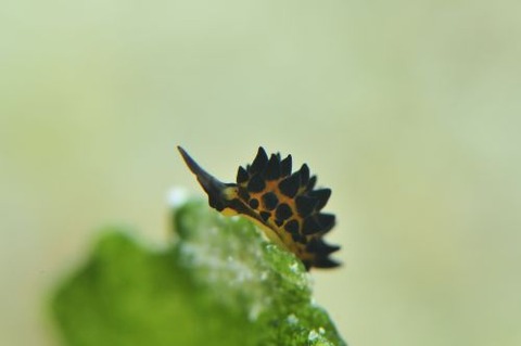 ツマグロモウミウシ