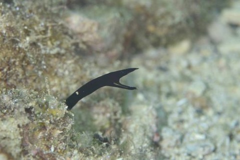 ハナヒゲウツボ