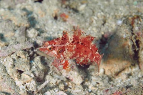 タヌキオハグロベラ