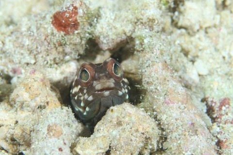 ホシカゲアゴアマダイ