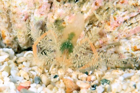 ミクロプロステマ・プルミコールネ