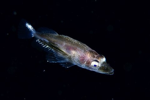刺激的な水中生物