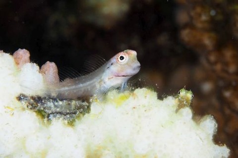 イシガキカエルウオ