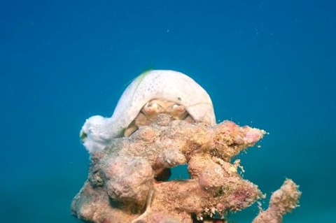 カイカムリ科の1種