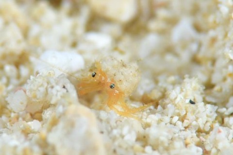 ヤワクダヤドカリ