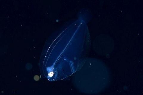 刺激的な水中生物