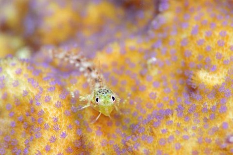 ヘビギンポ科の1種