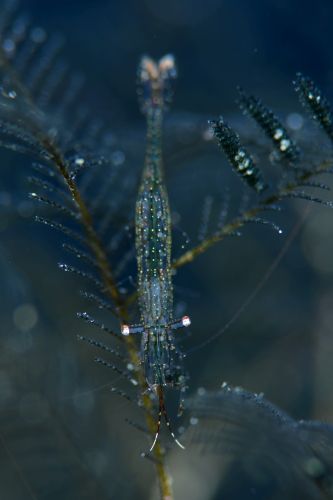 カゲロウカクレエビ