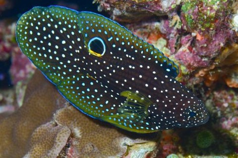 シモフリタナバタウオ