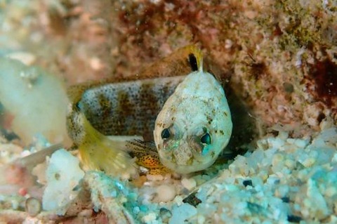 アゴアマダイ属の1種