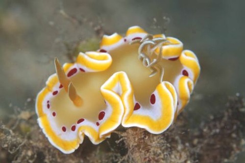 アカテンイロウミウシ