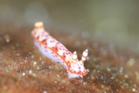 センテンイロウミウシ