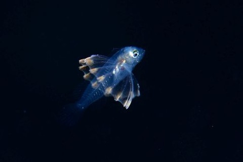 刺激的な水中生物