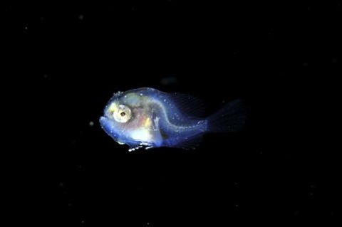 刺激的な水中生物