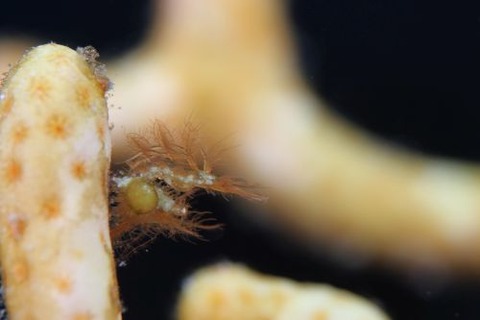 フィコカリス・シムランス