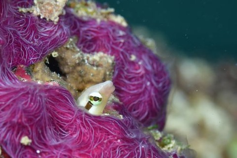 クロスジギンポ