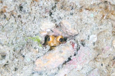 ホシカゲアゴアマダイ