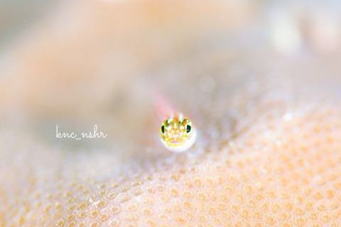 タテジマヘビギンポ