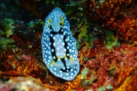 シモフリカメサンウミウシ