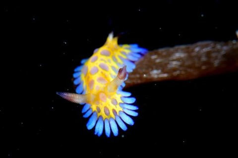 ボブサンウミウシ