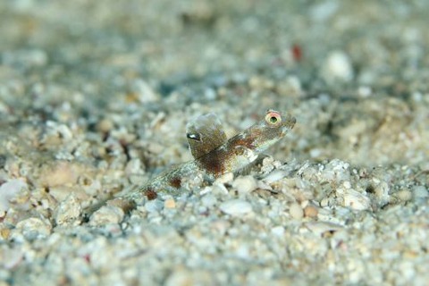 ホタルビオニハゼ