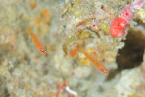 オヨギベニハゼ