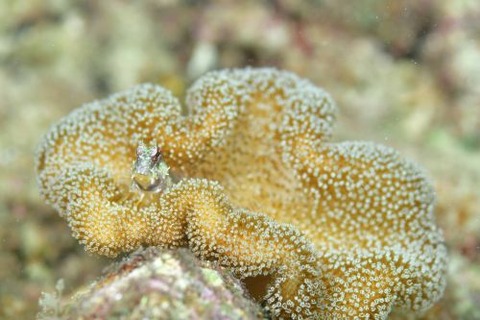 エリグロギンポ