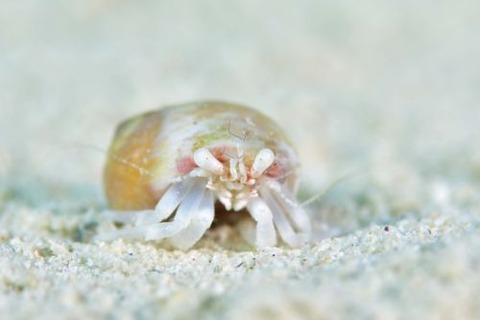 ヤドカリ不明種