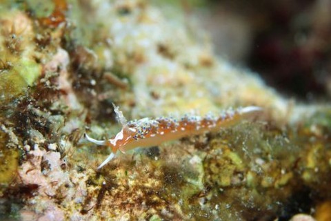 カロリア属の1種