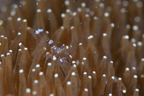 ニセアカホシカクレエビ