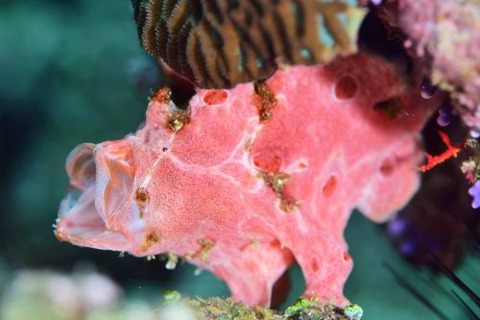 オオモンカエルアンコウ