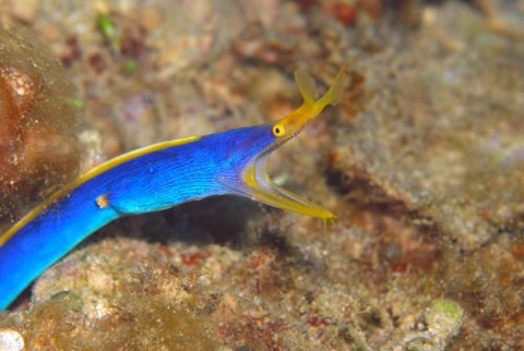 ハナヒゲウツボ