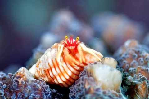 シダラミギキキヨコバサミ