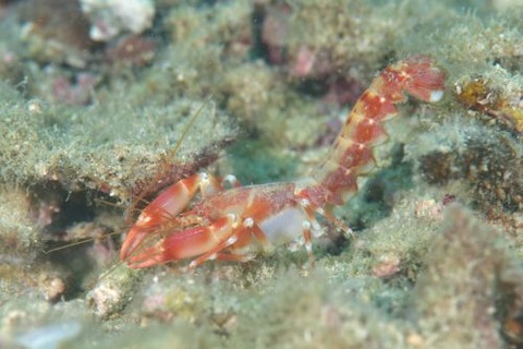 アナエビ科の1種