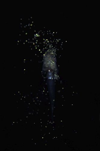刺激的な水中生物