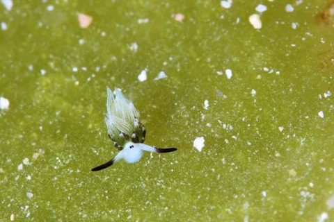 ウサギモウミウシ