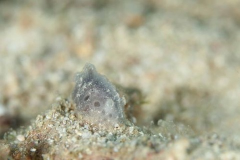 ウミウシ不明種