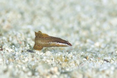 トゲタナバタウオ