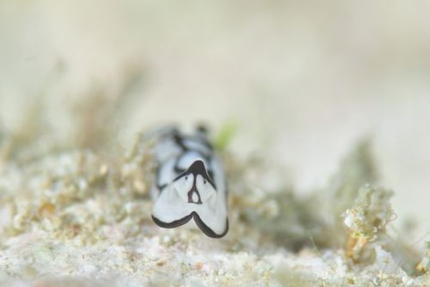 ワモンキセワタ