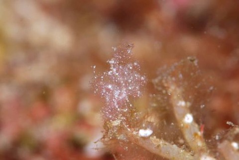 フィコカリス・シムランス